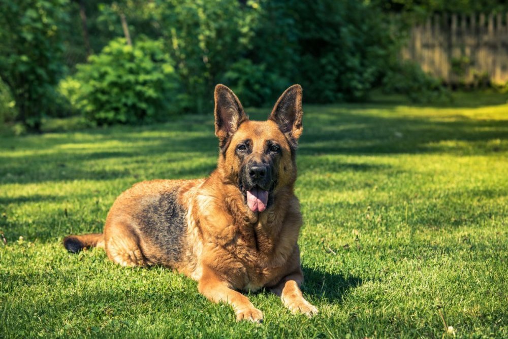 german-shepherd-dog-laying-down-on-grass-970175220-5c86ccd646e0fb000133655f.jpg