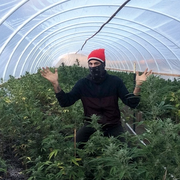 работа на ферме марихуаны в сша