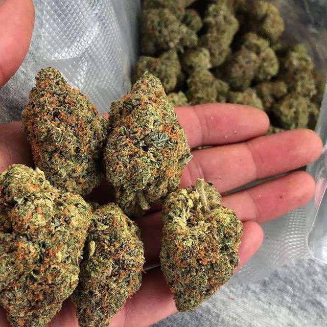 chunky-dense-nugs-begging-to-be-smoked.jpg.99acf34d095efa33c30b68801e26502c.jpg