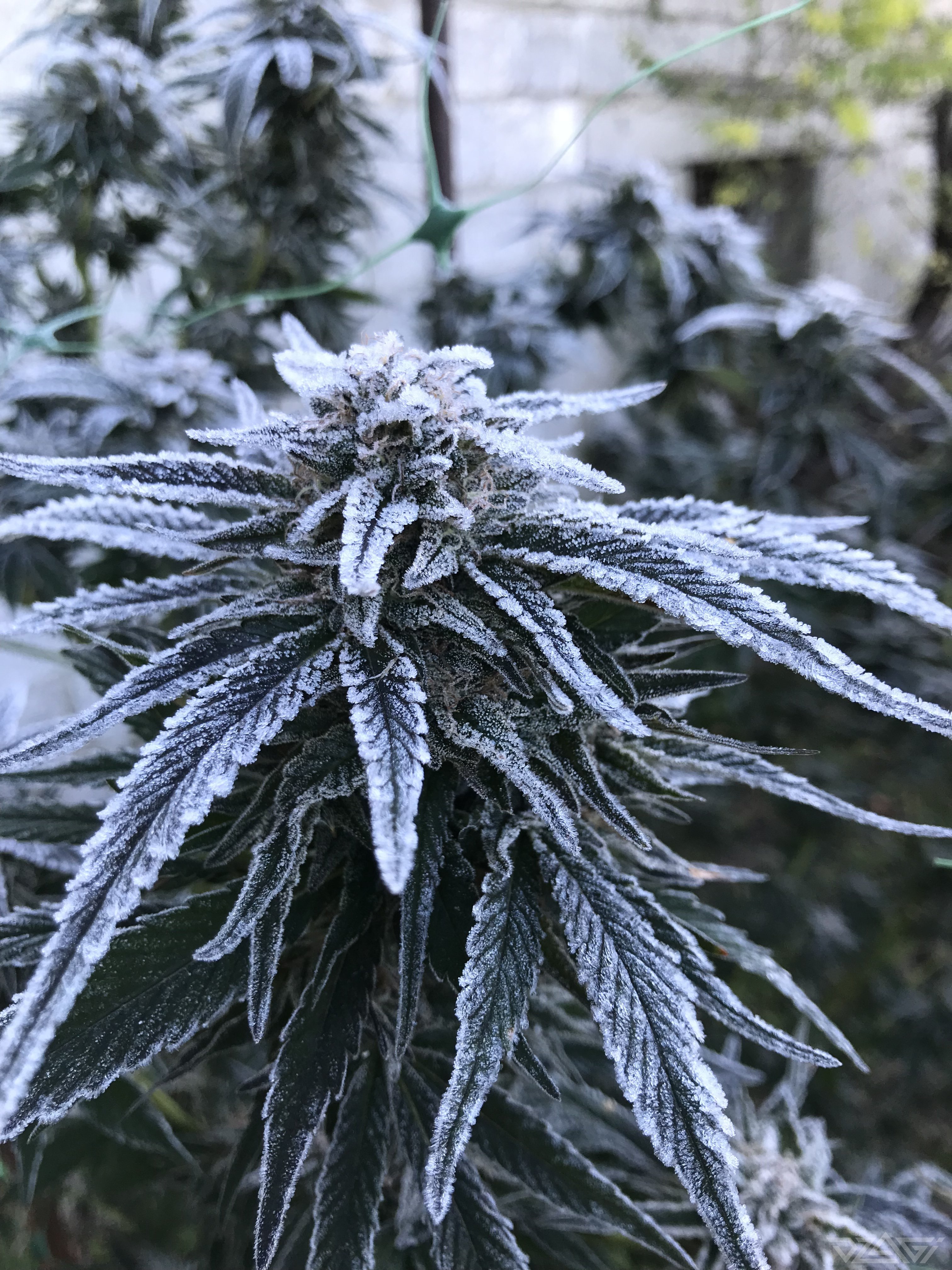 Sensi star Sensi seeds Форум