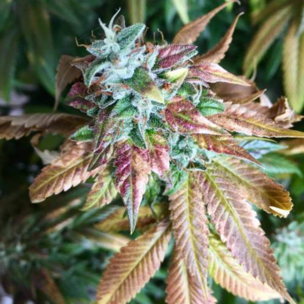   Auto Sour Diesel feminised Dinafem Seeds         GanjaSeeds 