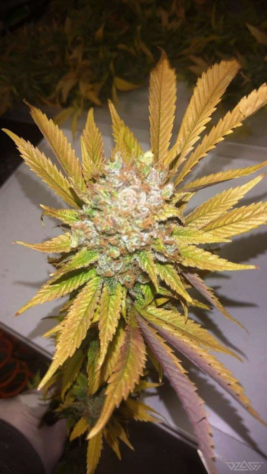 photo_2021-11-11_07-49-40 (2).jpg