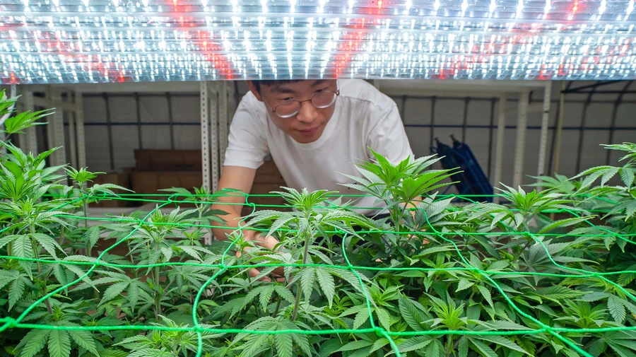 законы о марихуане в южной корее