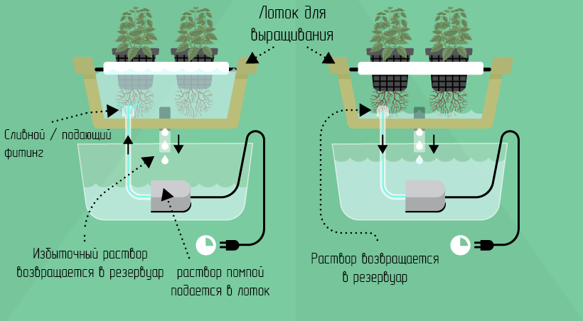 Как сделать питательный раствор для выращивания клубники - гидропоника