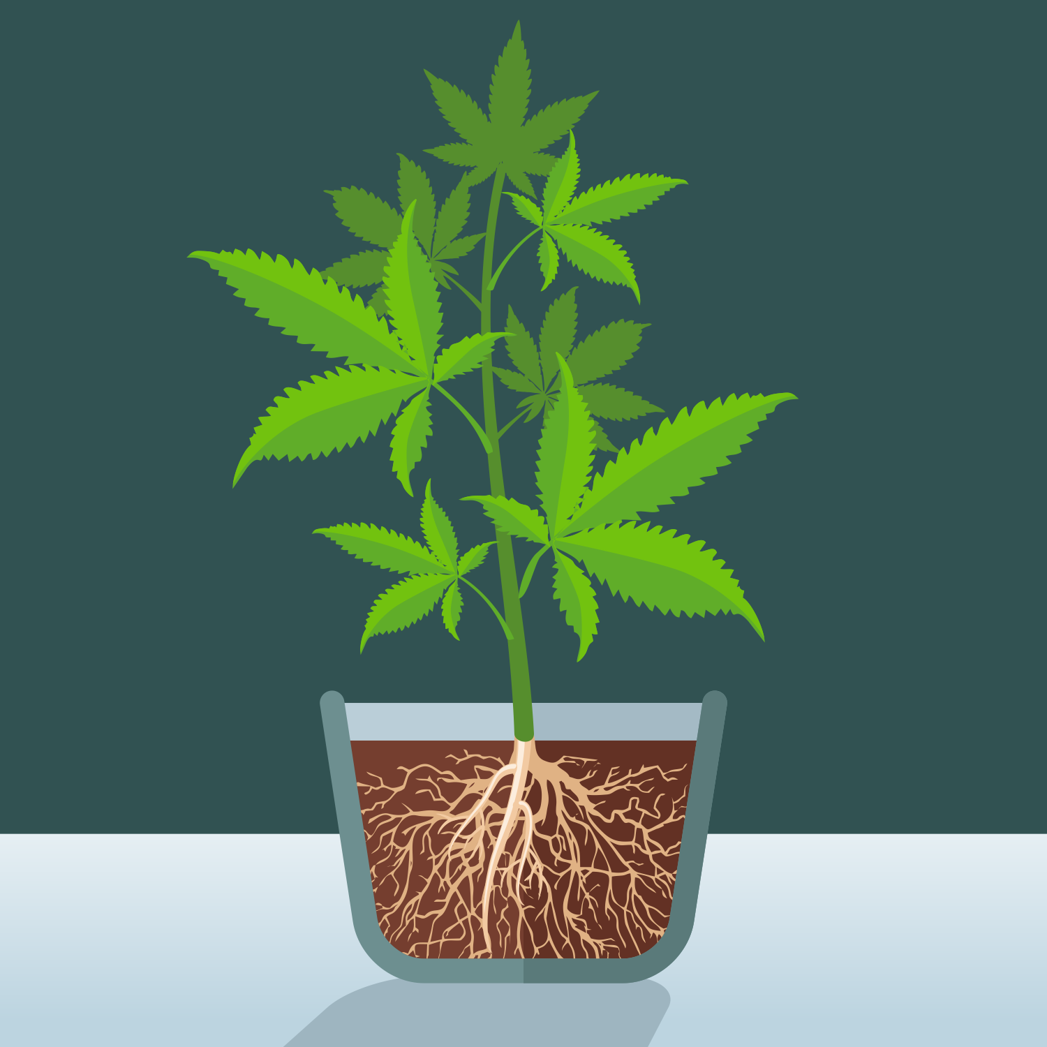 Какой горшок нужен для выращивания марихуаны семя конопли распаренное