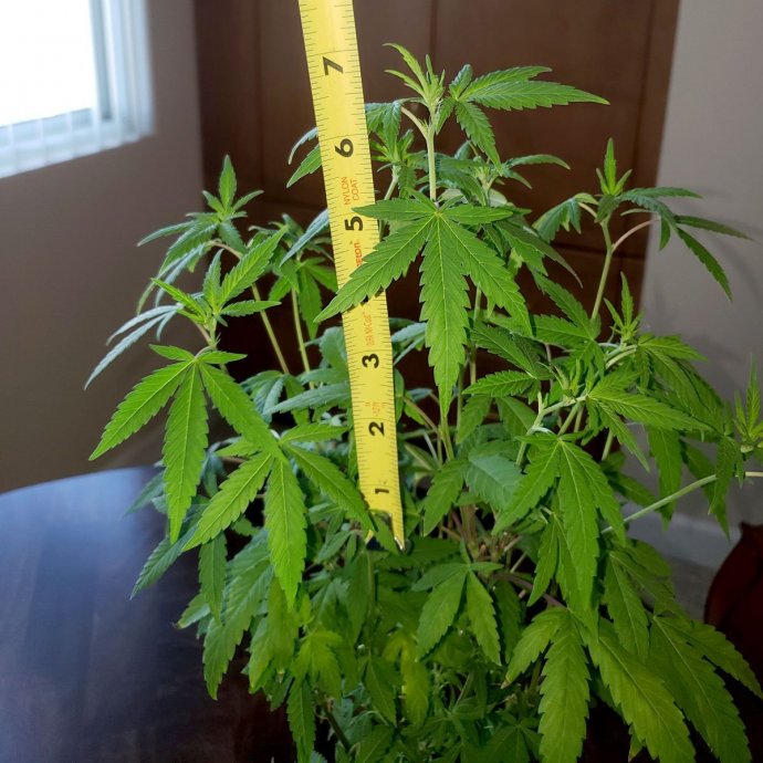 7-inch-long-stem-will-make-a-great-clone.jpg