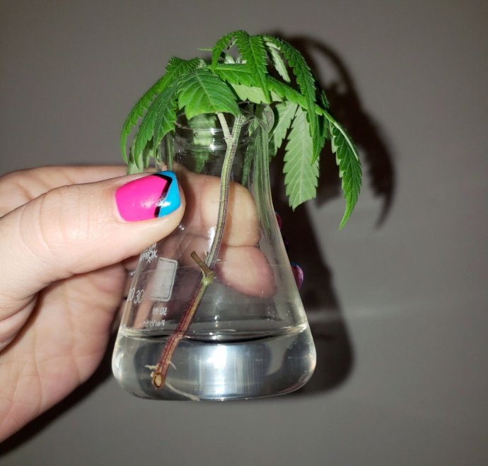 cloning-cannabis-in-a-beaker.jpg