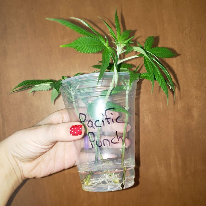 rooted-cannabis-clone-in-cup-of-water.jpg