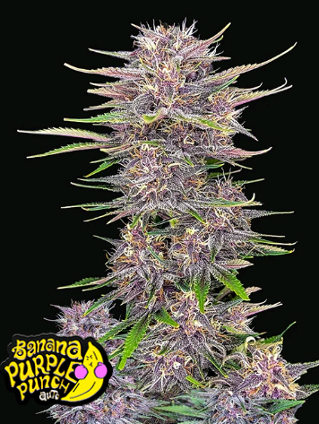 Banana Purple Punch.png