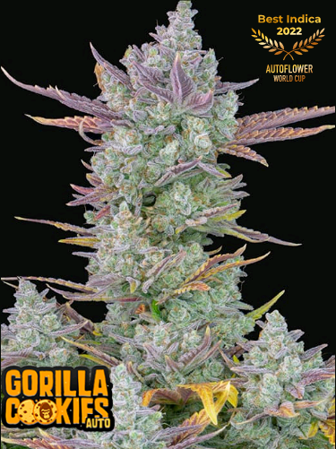 Gorilla Cookies Auto.png
