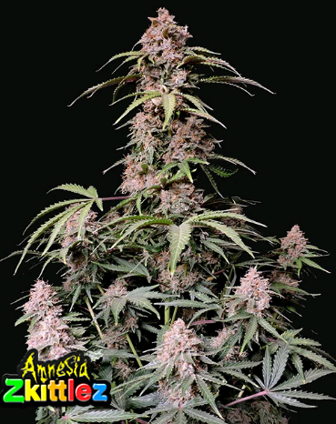 Amnesia Zkittlez.png