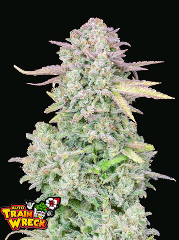 Originals Auto Trainwreck.png