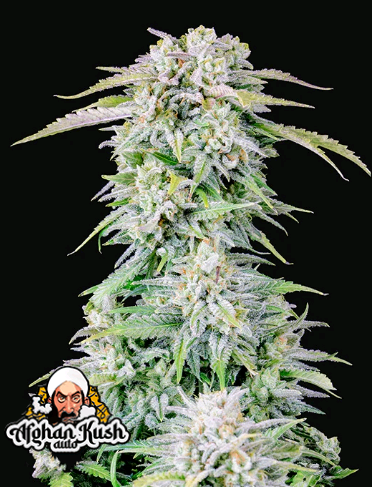 Originals Auto Afghan Kush.png