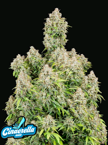 Originals Auto Cinderella.png