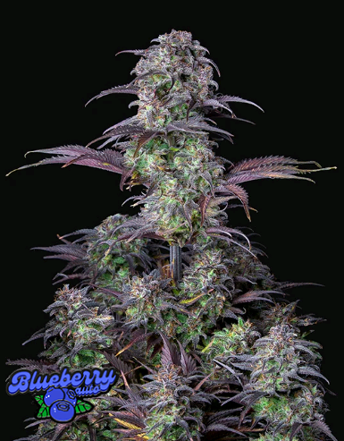 Originals Auto Blueberry.png