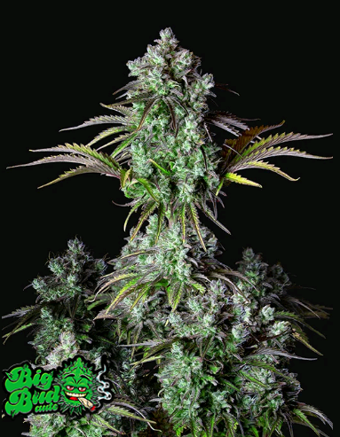 Originals Auto Big Bud.png