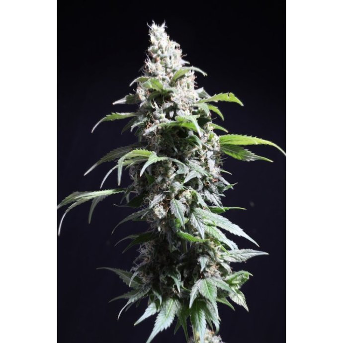 pineapple-poison (1).jpg