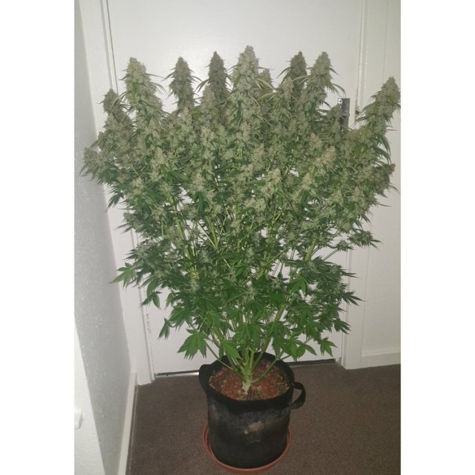 auto-creeper (1).jpg