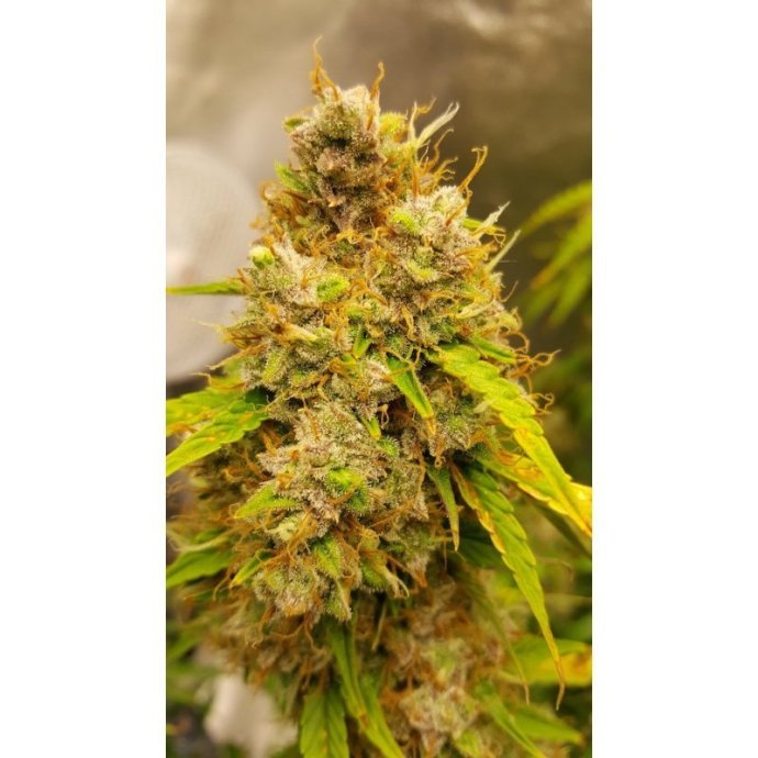 auto-creeper (3).jpg