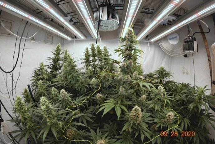 pineapple-poison (2).jpg