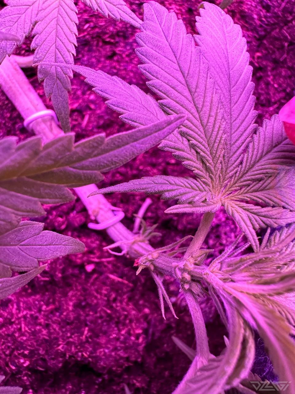 Мужик или нет? - Задай вопрос опытному гроверу - Форум dzagi.club