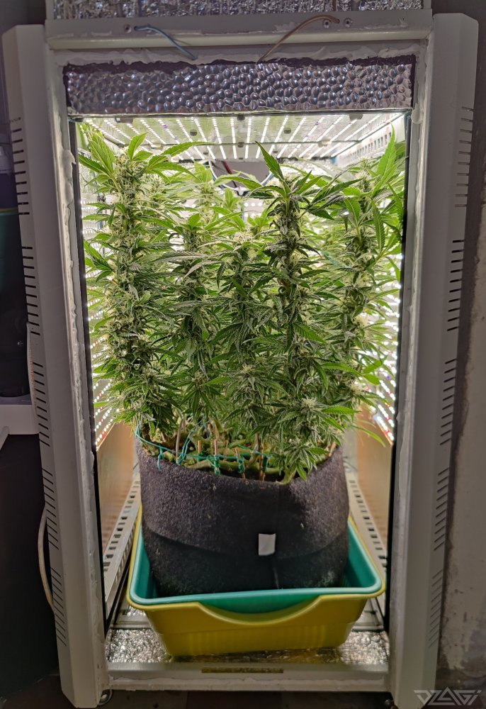 IMG_20230511_111327.thumb.jpg.6d9a29f6830de9cd778a38d93c1eb6cd.jpg