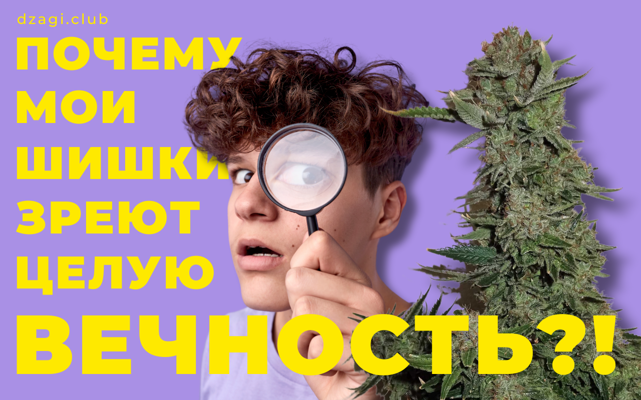 Почему мои шишки зреют целую вечность? - Жизненный цикл - Форум dzagi.club