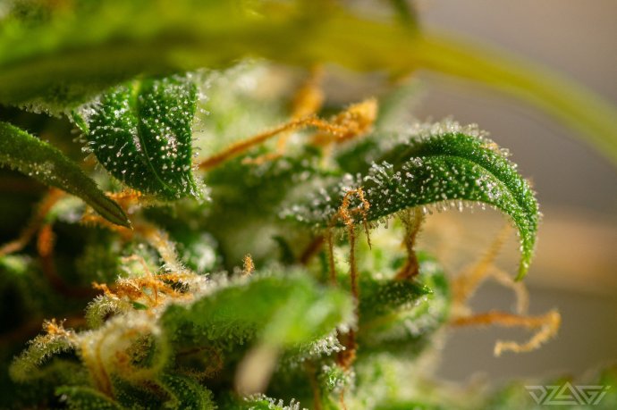 og-macro1.thumb.jpg.6bc680b02d4e347ee063b27e9399b745.jpg