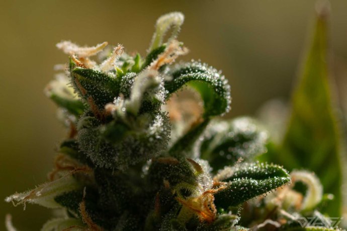 og-macro2.thumb.jpg.96918d0f0821f5214cf7c5c40e318f13.jpg