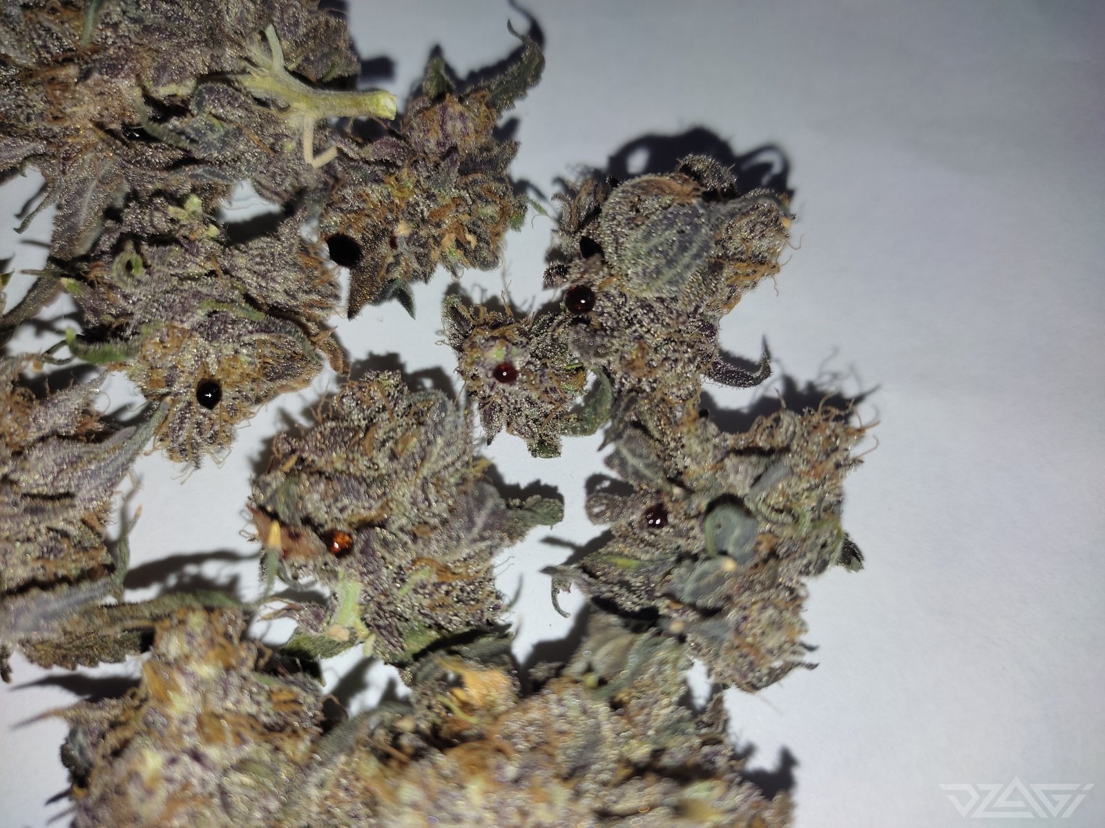large.454892150_realsugarbuds2.jpg.7d1be1933b1760e66e6f8001158cdf3e.jpg
