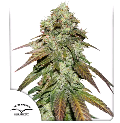 CBD Mazar.png