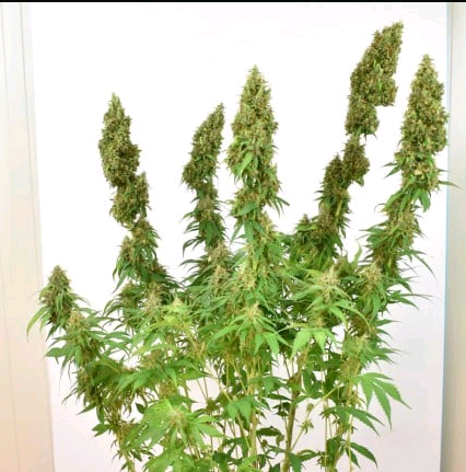 THC-Victory_1.png