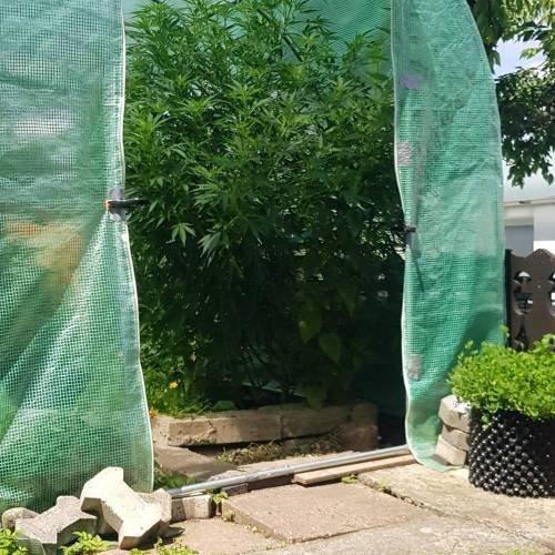4410293_grow-journal-by-oimrauschdoctors-choicedeep-forest_m.jpg.956f124bf4d4d14af77b58df839dea34.jpg