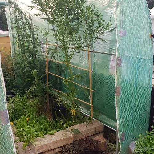 4439135_grow-journal-by-oimrauschdoctors-choicedeep-forest_m.jpg.1ecf0c52ce4e76c2a27fa0f8fcae9a75.jpg