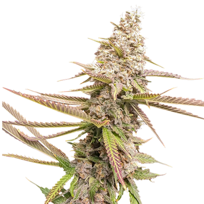 Strawberry Cookie  fem.png