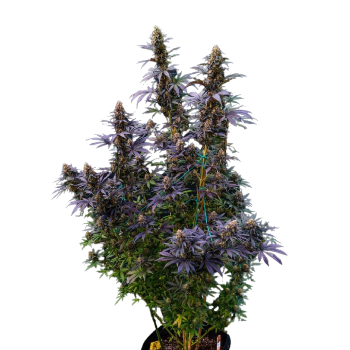 Black Lebanon fem.png