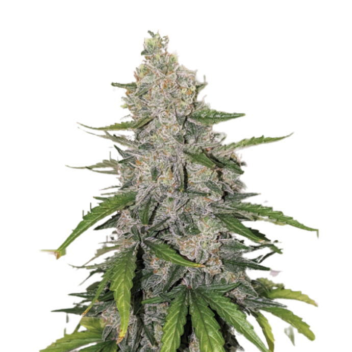 Auto Purple OG Punch.png