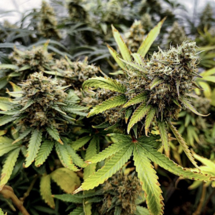 Pineapple Poison.png