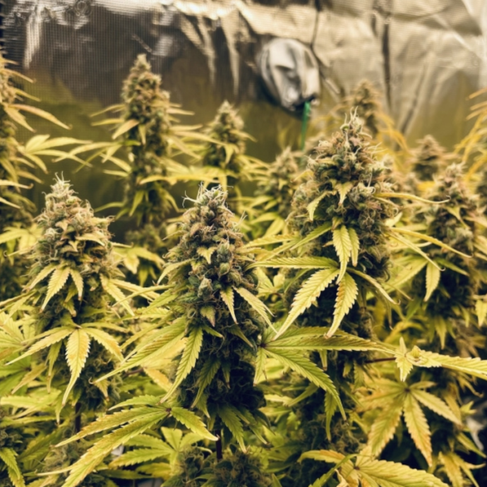 Auto Sweet Bourbon Kush.png