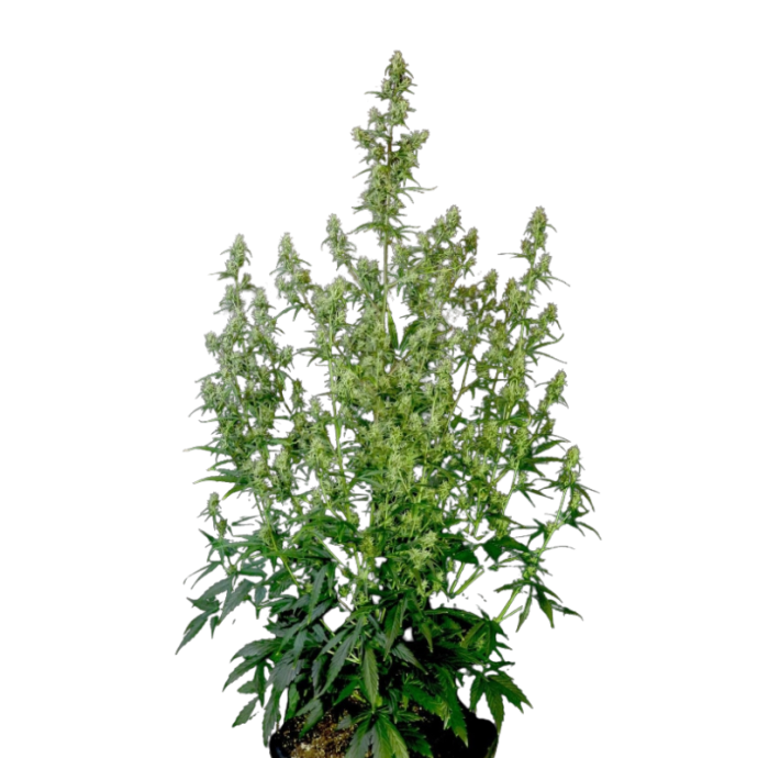 Purple OG Punc  fem.png