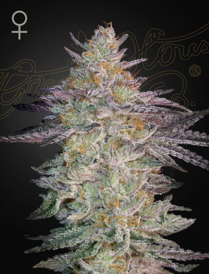 SLH-x-GMO.jpg