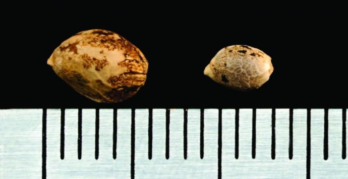 shell5-1024x528.jpg