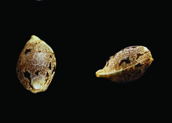 shell6-1024x730.jpg