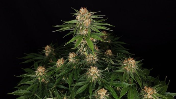 Diesel Fast F1 Regular.jpeg