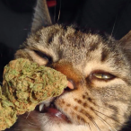 Qoshqa