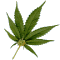 JC_spliff.gif.f90af4e9881d1e29b78500e425b71f56.gif