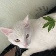 RainMJ