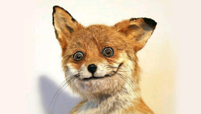 Seed City (seed fox bot).png