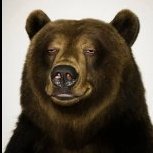 Стопроцентный