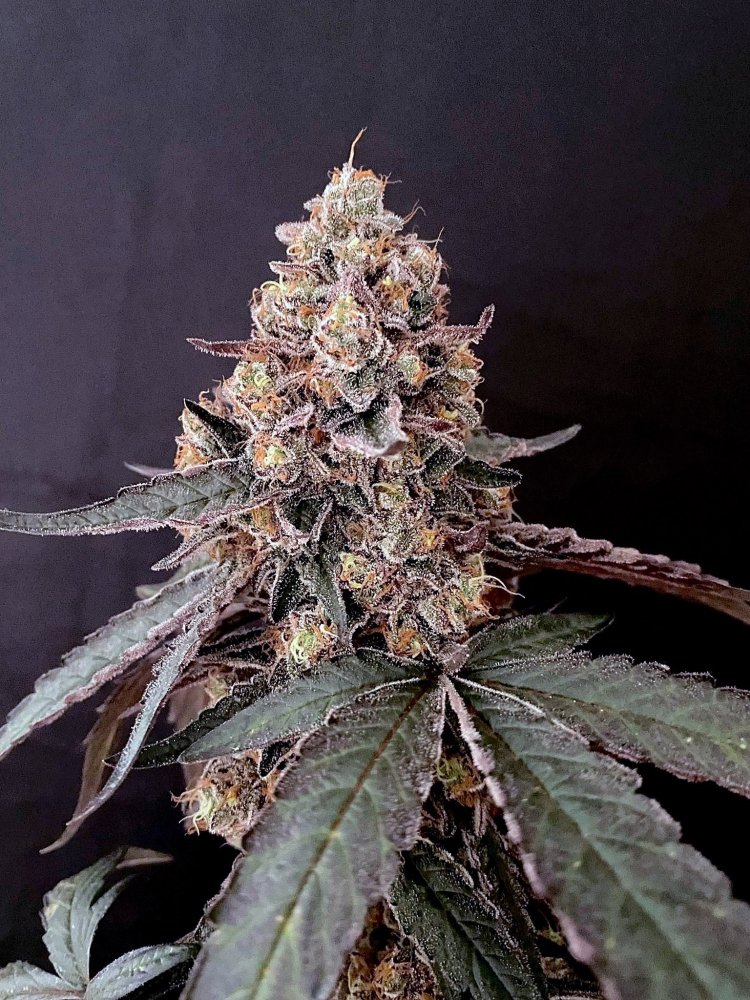 Заебист получилась.JPG